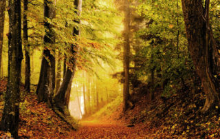 El bosc, exemple de visió perifèrica